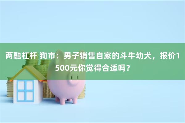 两融杠杆 狗市：男子销售自家的斗牛幼犬，报价1500元你觉得合适吗？